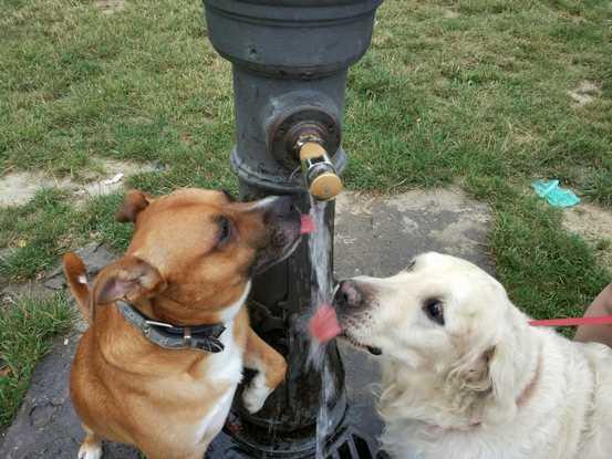 Rocky y Astur