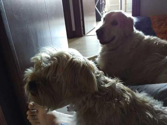 Sua y Astur