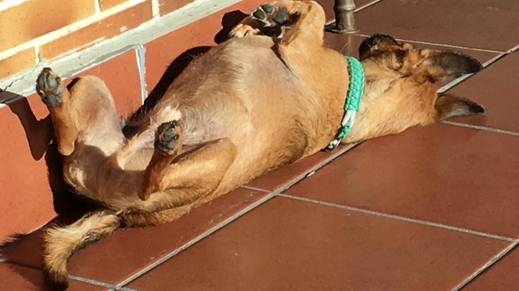 Moncho tomando el sol