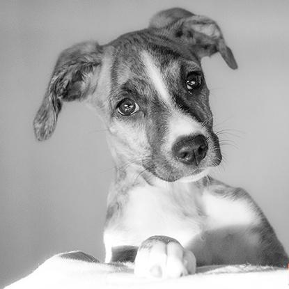 Este cachorro estuvo unos días invitado en mi casa