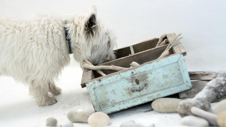 Kogi, el perrito de unos amigos en su taller artístico, donde les hice unas fotos.