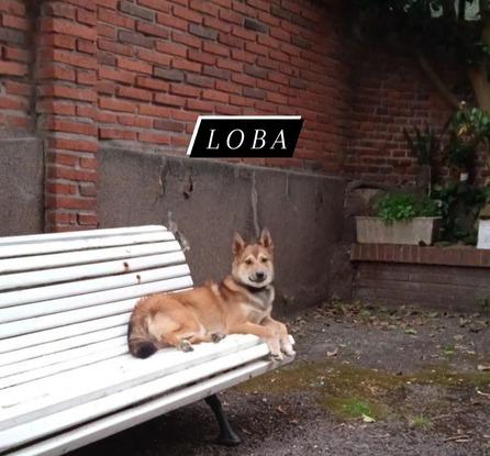 Loba