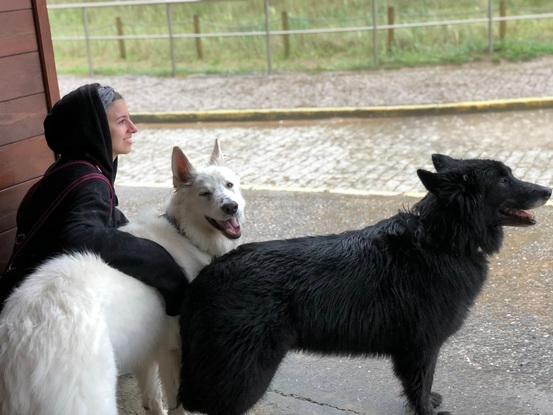 Mi Zeus y Kimba (perros de la familia adoptados)