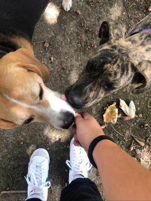 Zozki y Ezki, mi perrito y el cachorro de 5 meses de mi amiga.