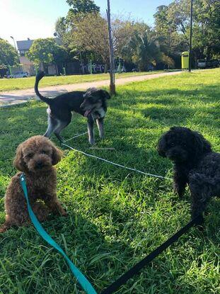 Frida y Milo