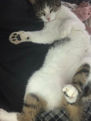 Luna durmiendo