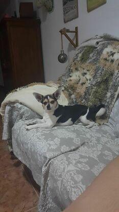 Satán. Encontrado en la basura junto a sus hermanos. Criado por mi..es el consentido