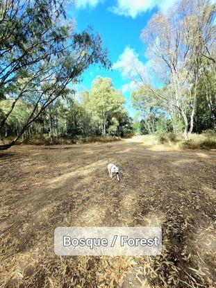 Bosque protegido