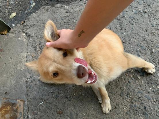 canela sacando la lengua porque le gustan mucho los cariños