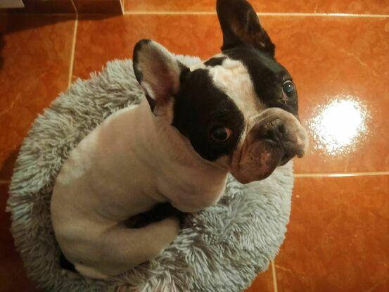 Tristán