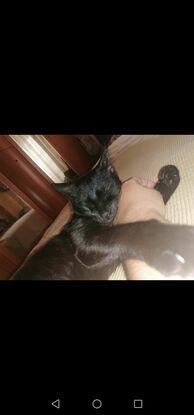 Salem mi gato 2 años
