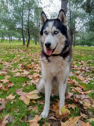 Spike💙