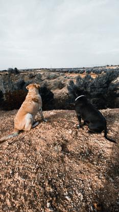 Mis perros