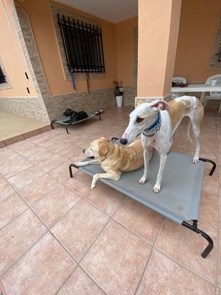 Socialización