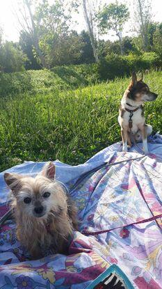 Con Bruno de picnic en el parque Cabecera