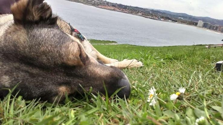 Bimba descansando después de una larga caminata