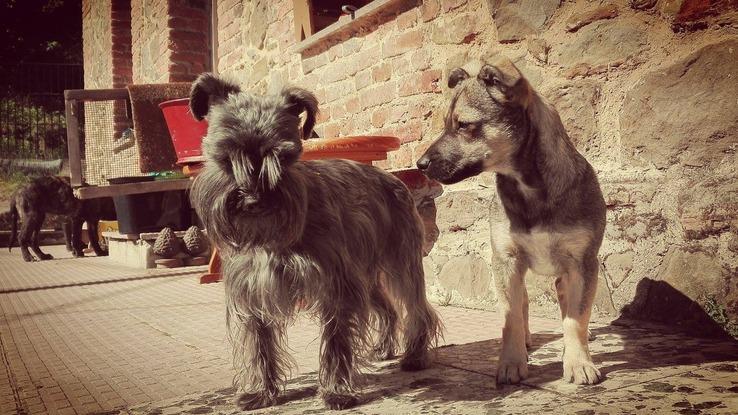 Thor y Bimba