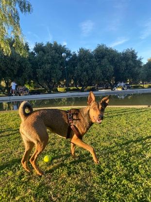 Perrita que he cuidadomás de únanos 5 meses