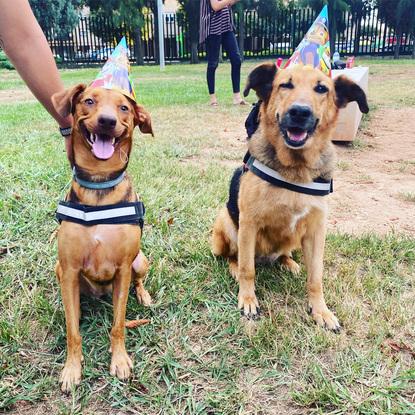 Lola y cleo en cumpleanos canino