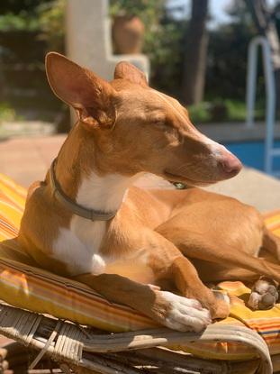 Gibson tomando sol