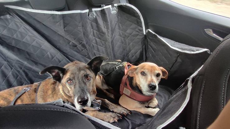 Amigo de Leo de paseo en el coche