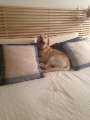 Nala en la cama