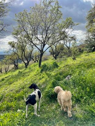 Leo y Roco en una excursión al campo