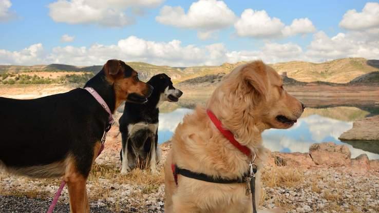 Jana, Hiena y Robin de paseo por la montaña 