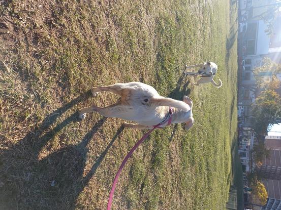 Baloo paseando por el parque se encuentra con un clon.