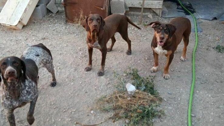 Lola, Pili y Mili