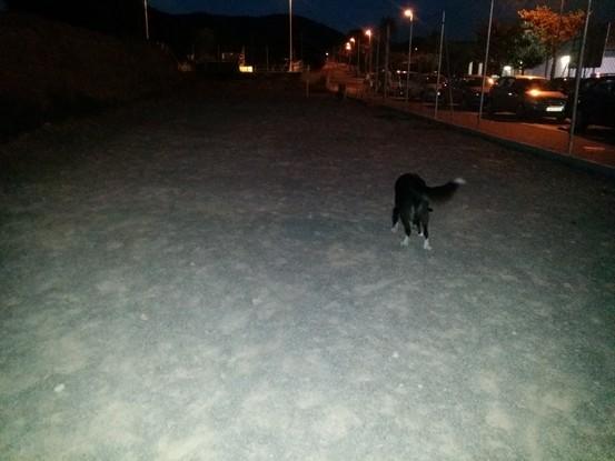 Buika en el parque de perros