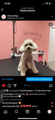 Perritos de pelu en nuestro instagram @liliputsdogs