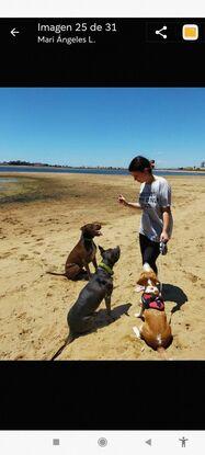 Tyson con Charlie (beagle) que estuvo en nuestra casa y Nurka una perrita que nos encontramos en la playa.