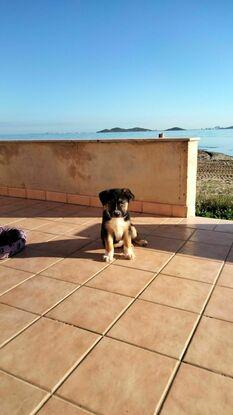 Rocío, hermana de bobi y hada, a la que hemos adoptado