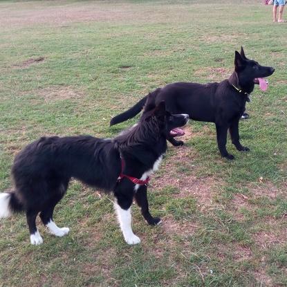 Samanta y Sombra esperando a que les lance la pelota.