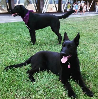 Samanta y Penny descansando en el parque.