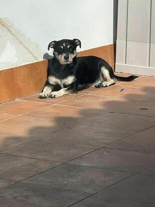 Oreo al solito