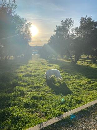 Paseando a Maya