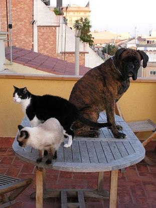 Casty, Charly y Tako