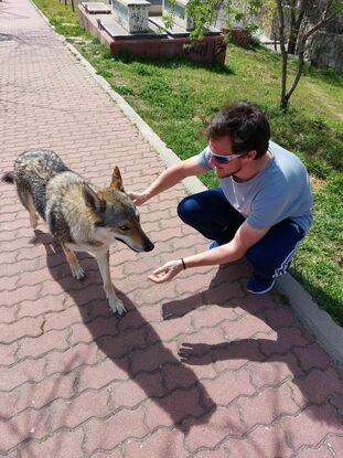 Akila perro lobo