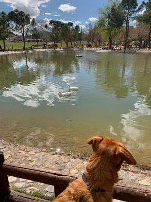 simba viendo los patos