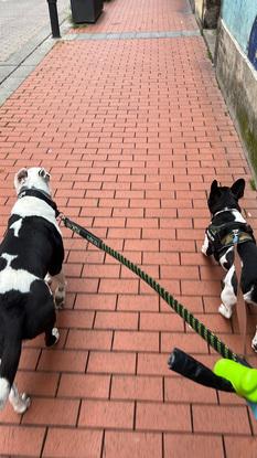 Bruno y otro perro al que a veces cuidamos.