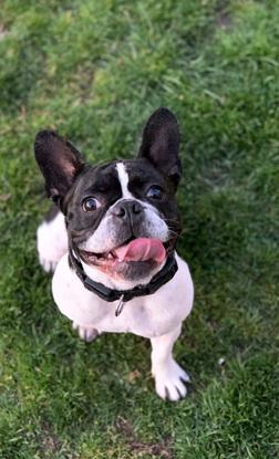 Bruno