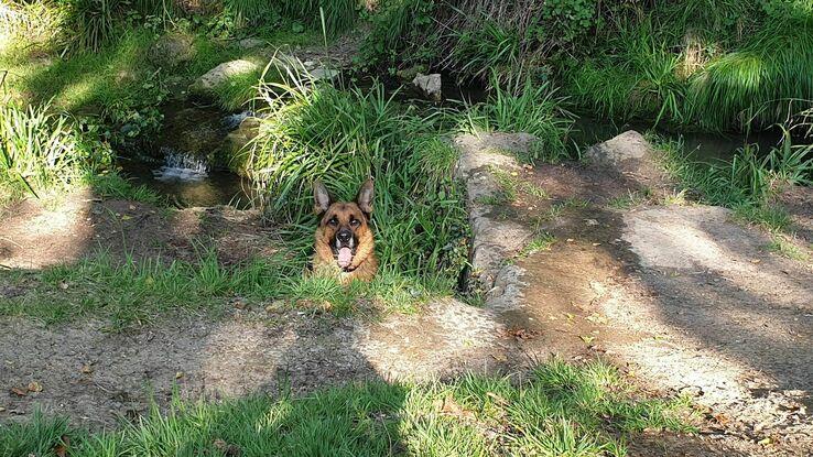 Otto en un río cercano