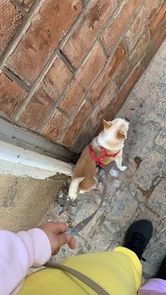 De paseo con messi