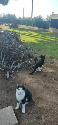 Oreo y Frida