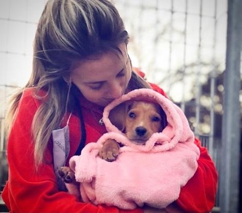 Timo, cachorrito e transito