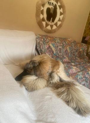 Durmiendo en el sofá preferido