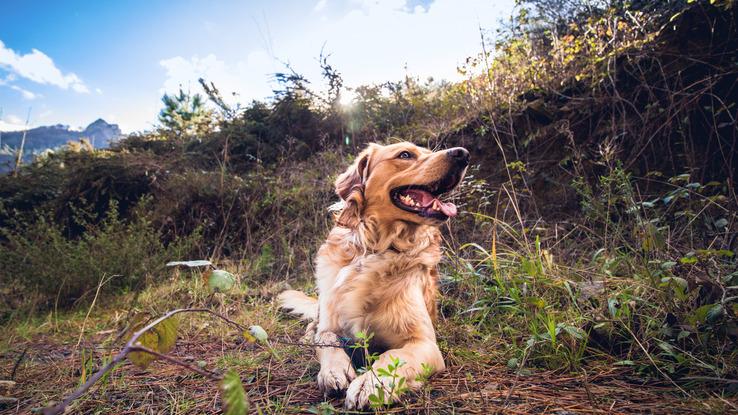 Bary y su paseo por el monte. :)