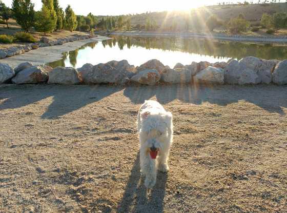 Kira paseando por el parque de Valdebebas 